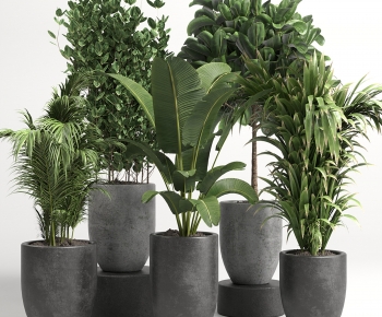 Modern Ground Green Plant Potted Plants-ID:636405941