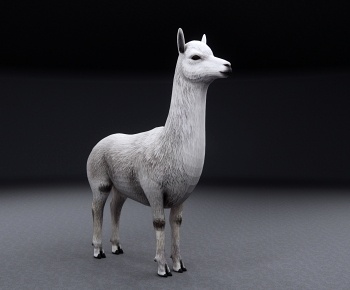 现代羊驼3D模型