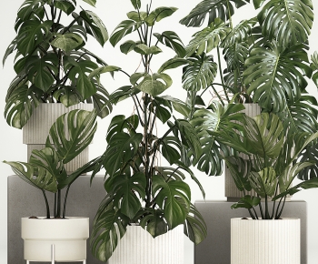 Modern Ground Green Plant Potted Plants-ID:127434021