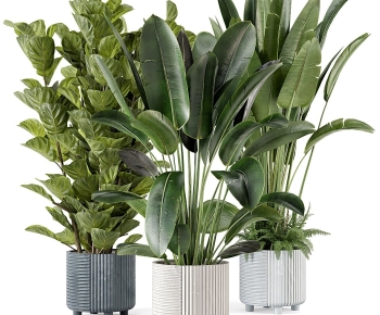 Modern Ground Green Plant Potted Plants-ID:444241058
