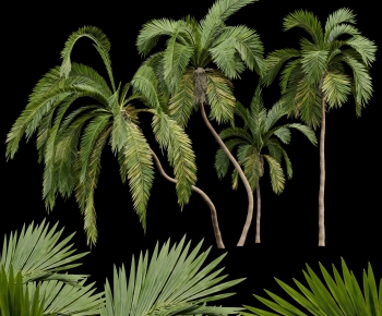 现代棕榈树椰子树-ID:352771042