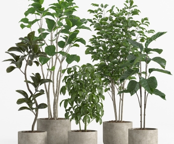 Modern Ground Green Plant Potted Plants-ID:971442947