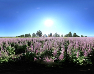 花海,天空，hdr-ID:462323909