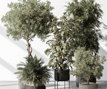 Modern Ground Green Plant Potted Plants-ID:268731124
