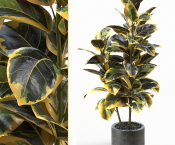 Modern Potted Green Plant-ID:236808063