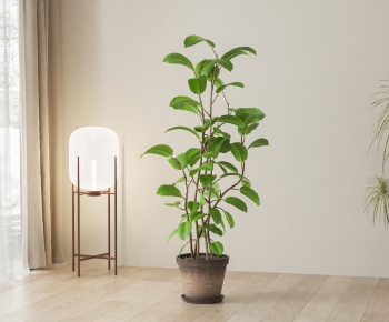 Modern Ground Green Plant Potted Plants-ID:424746992