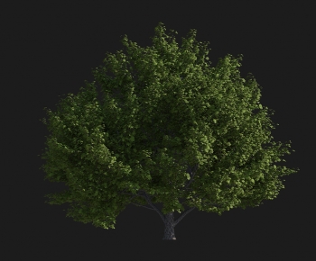 Modern Tree-ID:422449193