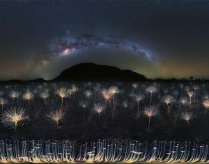 星空，花海，hdr-ID:552690987
