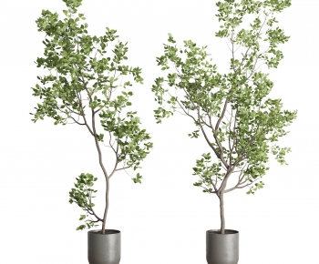 Modern Ground Green Plant Potted Plants-ID:748497969