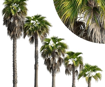 现代华盛顿罗布斯塔棕榈树3D模型