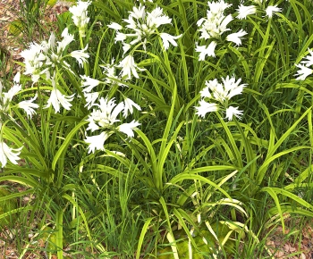 Modern Flowers And Grass-ID:132749085