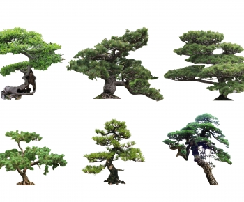 新中式景观树造型罗汉松-ID:522072084