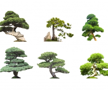 新中式景观树造型罗汉松-ID:197829018