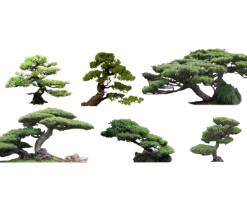 新中式景观树造型罗汉松-ID:618287099