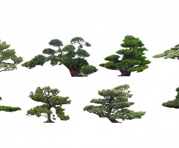 新中式景观树造型罗汉松-ID:943419939