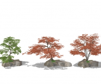 现代红枫景观树-ID:603830105