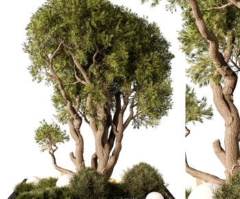 现代松树造景 植物堆3D模型