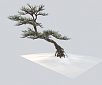 新中式松树