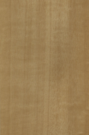 ModernWood Texture