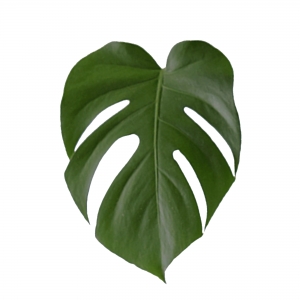 植物叶子-ID:460429912