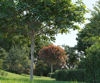现代园林景观植物 树3D模型