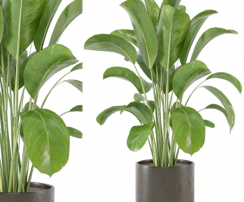 Modern Ground Green Plant Potted Plants-ID:974131112