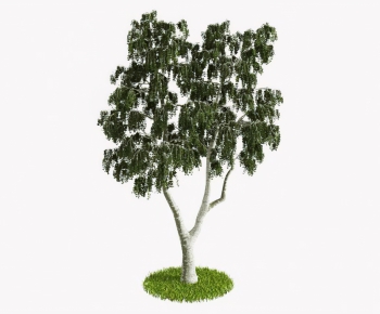 Modern Tree-ID:946806919