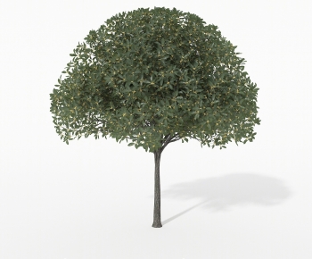 Modern Tree-ID:863156086