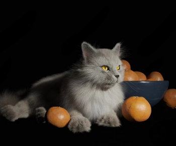 现代猫 橘子-ID:498353006