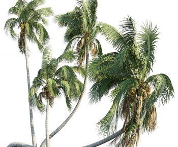 现代椰子树-ID:658952005