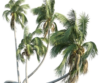 现代椰子树3D模型