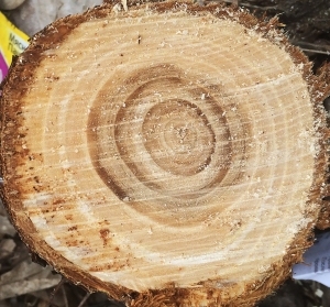 残旧木树皮贴图-ID:5820925