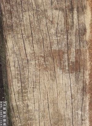 残旧木树皮贴图-ID:5820941