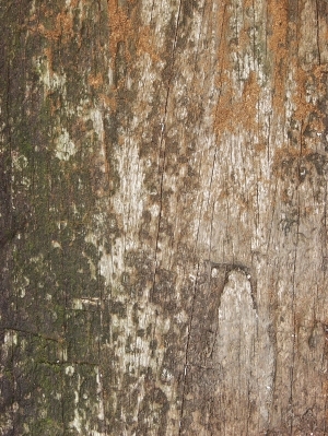 残旧木树皮贴图-ID:5820964