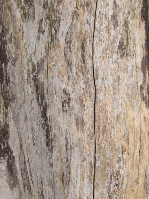 残旧木树皮贴图-ID:5820972