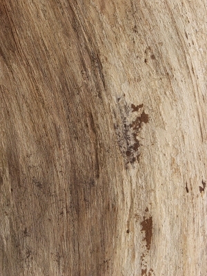 残旧木树皮贴图-ID:5820977