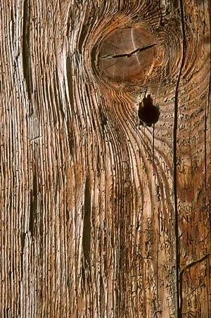 残旧木树皮贴图-ID:5820997