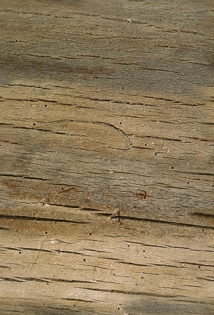 残旧木树皮贴图-ID:5821001