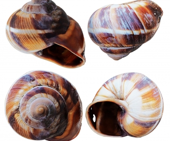现代空壳蜗牛-ID:263914117