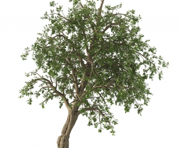 Modern Tree-ID:510725986