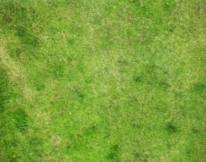 地面绿化草皮地面贴图-ID:5817367
