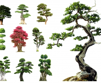 新中式造型树 景观树-ID:490622041