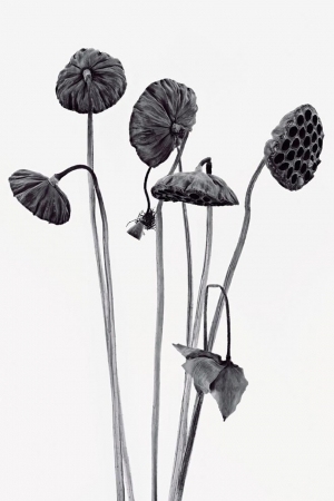 植物装饰画-ID:5822642