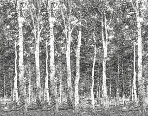 壁纸壁画-ID:482598071