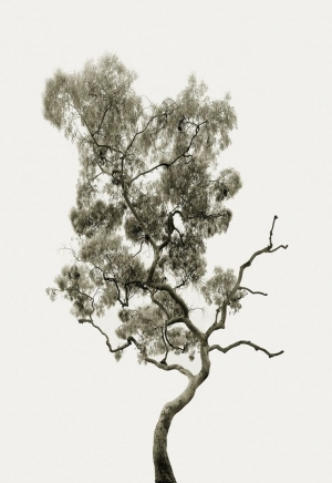 景观树装饰画-ID:5826473