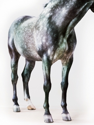 现代马装饰画-ID:5859519