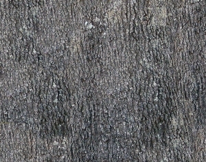 ModernBark Texture