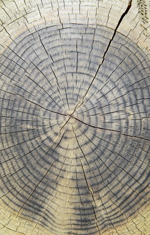 树干切面年轮木材-ID:5871532