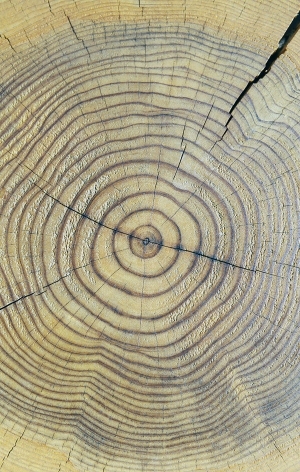 树干切面年轮木材-ID:5871533