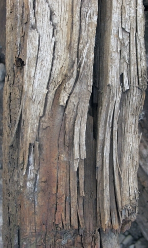 树干切面年轮木材-ID:5871539